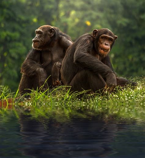 CHIMPANCEPEDIA » Chimpancés. Enciclopedia Experta