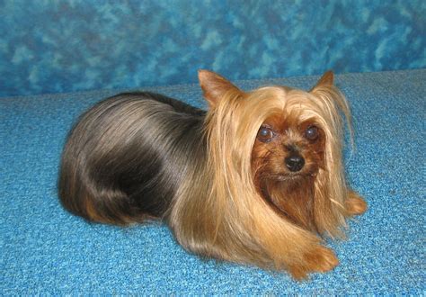 BBird's GroomBlog: PET YORKIE GROOMING OPTIONS