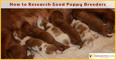 How to Research Good Dog Breeders | How to Find a Puppy Breeder - Raising Your Pets Naturally ...