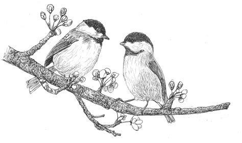 Creative Chaos: Otters, chickadees and Birch trees Nature Art Drawings, Bird Drawings, Animal ...