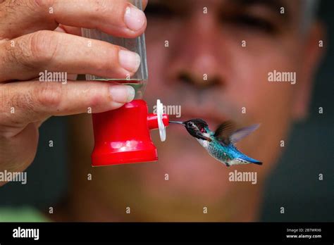 Cuban bee hummingbird hi-res stock photography and images - Alamy