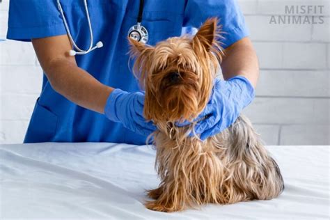 Yorkie Health Issues: 9 Genetic Disorders & 5 Common Health Problems | Misfit Animals