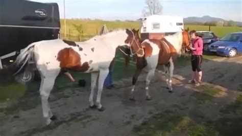 Horse Mating Process - YouTube