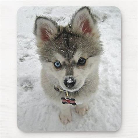 Love Siberian Husky Puppy Dog In Snow Mousepad | Zazzle