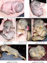 How To: Baby Squirrel Care | Baby squirrel care, Baby squirrel, Cute baby animals