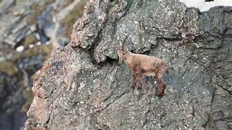 alpine ibex climbing - YouTube