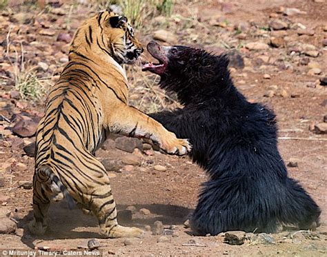 Tiger Vs Bear Fight