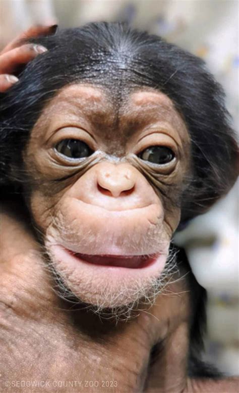 Meet Alizeti - SCZ’s newest chimpanzee – Sedgwick County Zoo