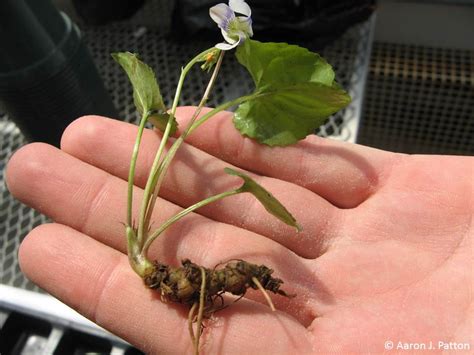 Wild Violets | Purdue University Turfgrass Science at Purdue University