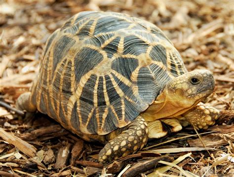 [IELTS] Reading – Cam 12 – Test 7 – Passage 1 – Flying tortoises – Kẻ ...