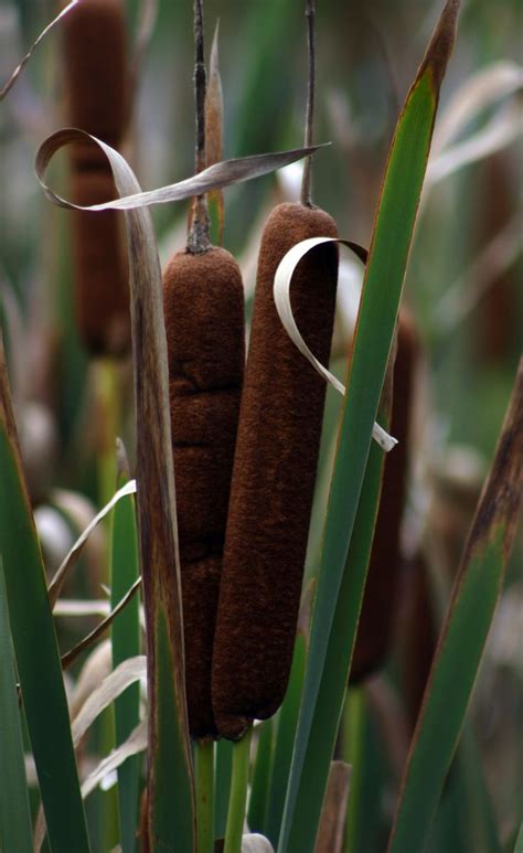 Medicinal Plants-Common Cattail | Medicinal plants, Plants, Unique plants