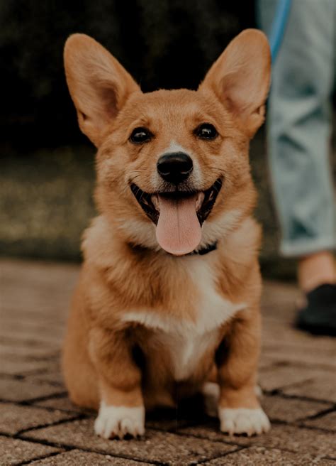 Corgi wallpaper - 4K | Pets Collection | Laginate | Corgi wallpaper ...