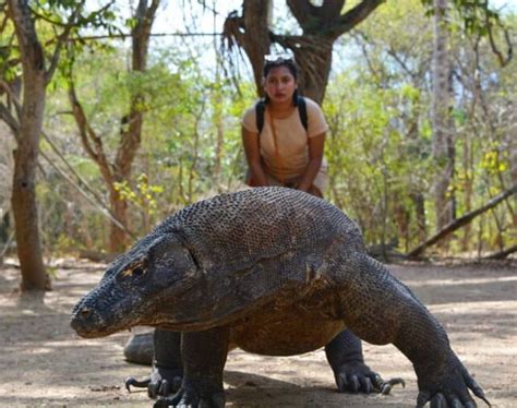 9 Aktivitas Wisata Pilihan Di Pulau Komodo - Desember 2024