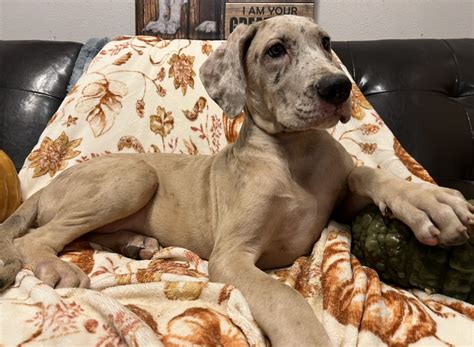 AKC Blue Fawn Merle Male Great Dane - Great Dane Puppies for Sale in ...