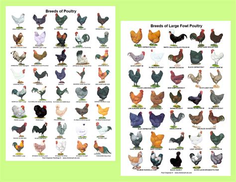 A4 Laminated Posters. Breeds of Poultry 2 Different Posters - Etsy UK