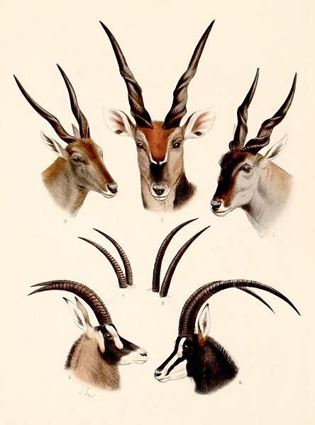 Eland, Antelope Horns - 1899 - Africa Illustration Poster | Antelope ...