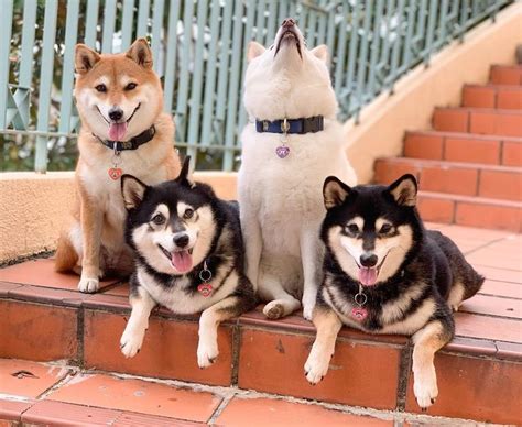 30+ Times This Funny Shiba Inu Hilariously Ruined Her Group Family ...