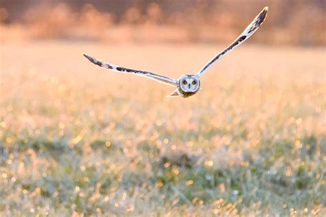 Short-eared Owl | Audubon Field Guide