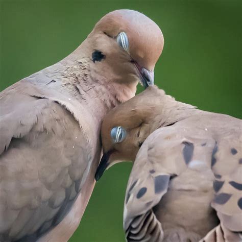 Love Doves Square Photograph by Terry DeLuco | Fine Art America