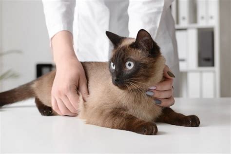 Pica In Cats: Causes, Symptoms, & Treatment - All About Cats