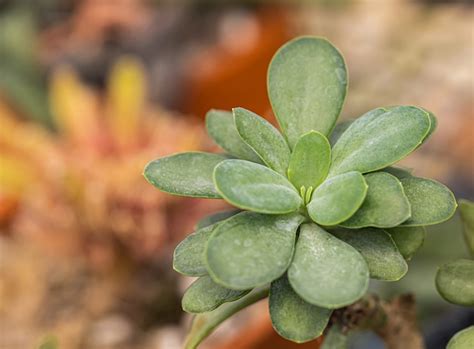 Premium Photo | Small cactus and desert plants