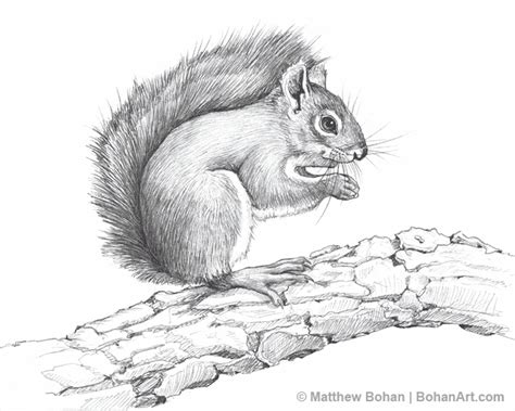 American Red Squirrel Pencil Sketch | Matthew Bohan Art | Pinterest | American red squirrel, Red ...