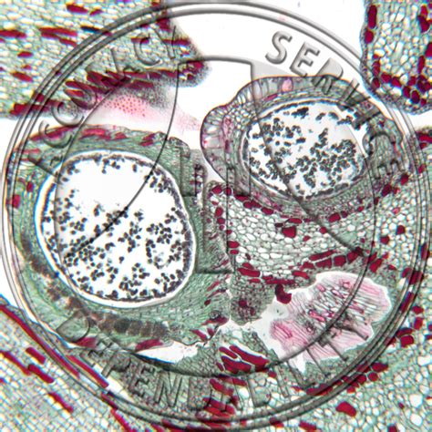 Zamia floridana Young Male Strobilus CS Prepared Microscope Slide