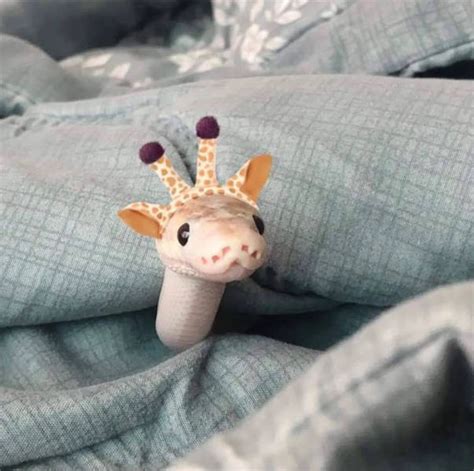 Turns Out, Snakes Wear Hats… (39 PICS) - Izismile.com