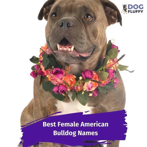 Female American Bulldog Names - Dog Fluffy