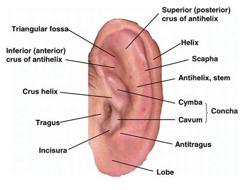 2: The anatomy of the human pinna (from Hunter and Yotsuyanagi (2005)). | Download Scientific ...