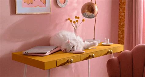 Cat Pushing Glass Off Table Gif - 50 Hilarious Photos That Prove Cats ...