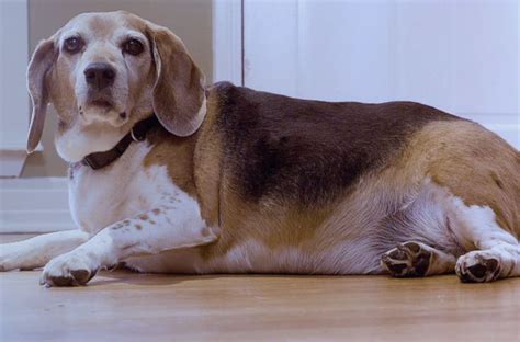 This Obese Beagle Will Do Anything For Biltong | HuffPost UK News