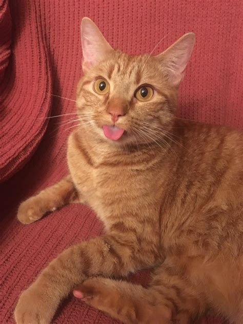 Orange blep. For the longest I’ve ever seen - Meow Moe | Orange tabby ...