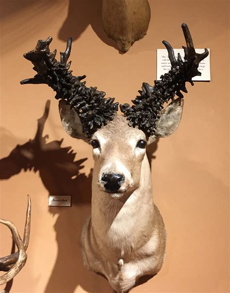 Buckhorn Museum – Shanna Hatfield