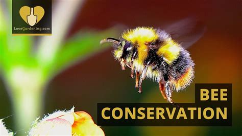 Bee Conservation - YouTube