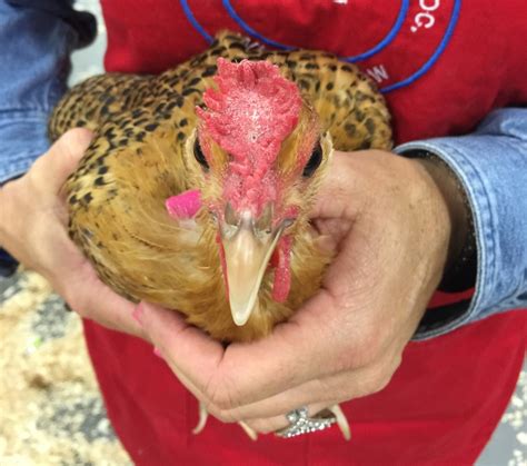 Brahma Bantam Chickens: The Perfect Addition To Your Flock! | Religions ...