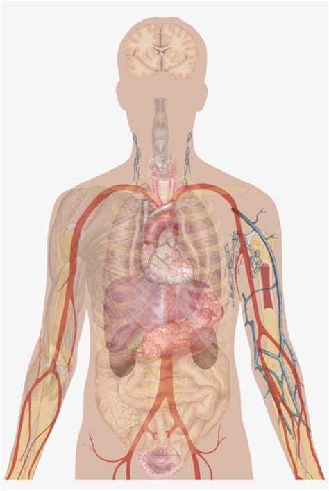 Man Shadow With Organs - Human Body Diagram Unlabelled - 1367x1897 PNG Download - PNGkit