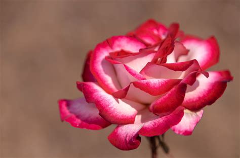 10 Colored Roses You Can Grow