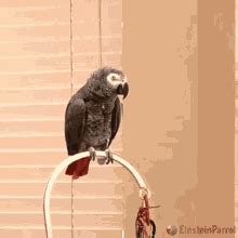 Party Parrot Wall Party Parrot Gif GIF - Party Parrot Wall Party Parrot Gif - Discover & Share GIFs