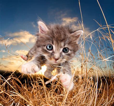 Kittens Pouncing: Adorable Photo Gallery | Time