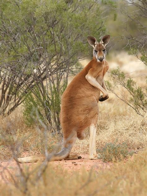 Red Kangaroo (Macropus rufus) | Kilcowera Station, via Tharg… | Flickr