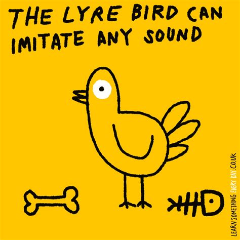 Lyre Bird Wtf GIF by Learn Something Every Day - Find & Share on GIPHY