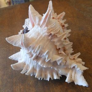 Beach Decor Murex Shell Large Murex Shell Murex Ramosa Seashell Coastal Home Decor Seashells ...