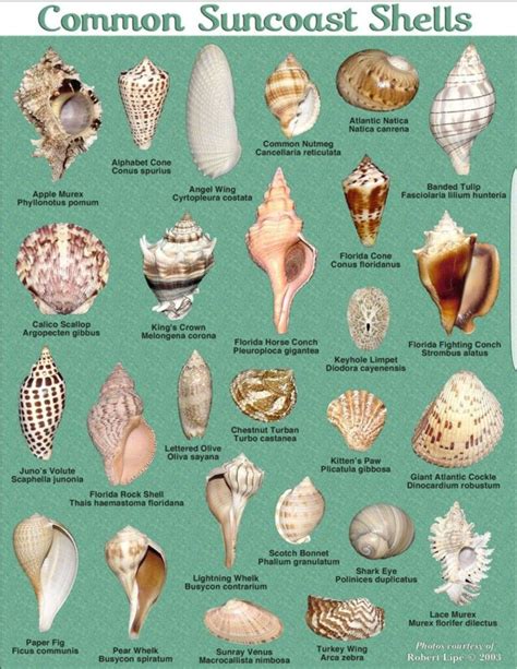 Pin by Terri Penninger-Luciana on The beach, seashells, life under the ...