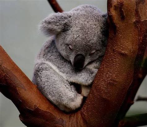 Look at This Tired Super Cute Baby Koala Bear Sleeping : r/aww