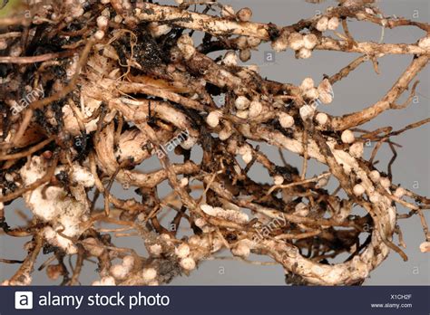 Legume Root Nodule Stock Photos & Legume Root Nodule Stock Images - Alamy