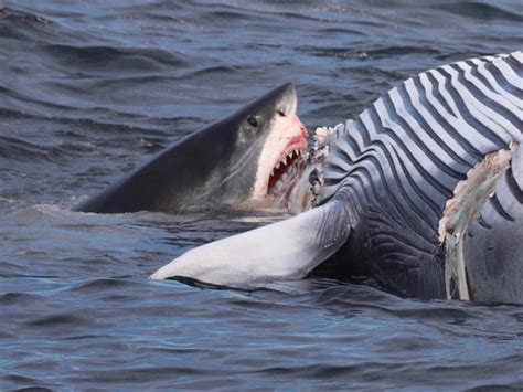 Tiburones: lo que los documentales no nos cuentan.