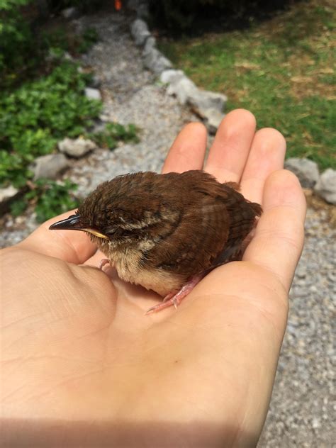 Baby Carolina wren saved after its nest was knocked down! Sadly it was ...