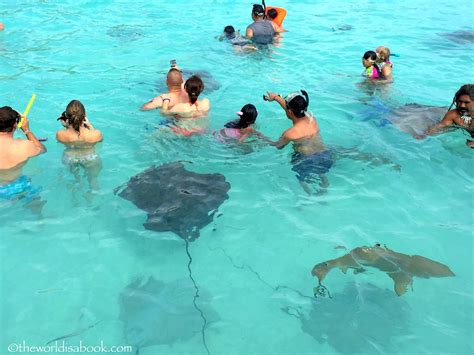 Snorkeling with Sharks and Stingrays in Moorea - The World Is A Book