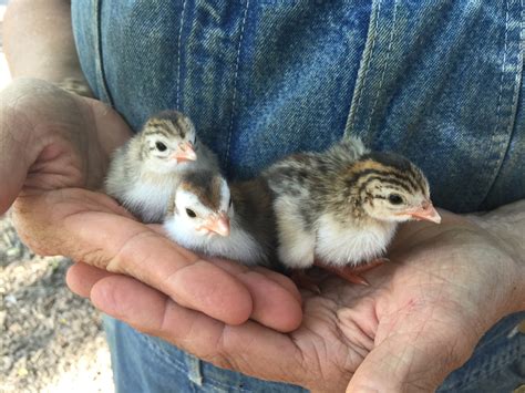 UNEXPECTED BABY GUINEAS TODAY! | Winterpast Farm